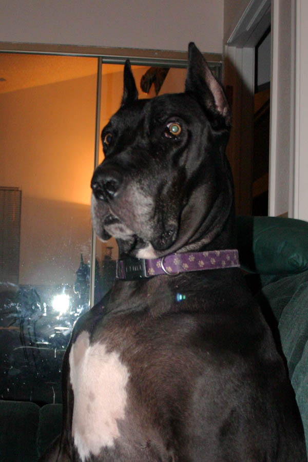 A close up of Gemini sitting up on the couch
